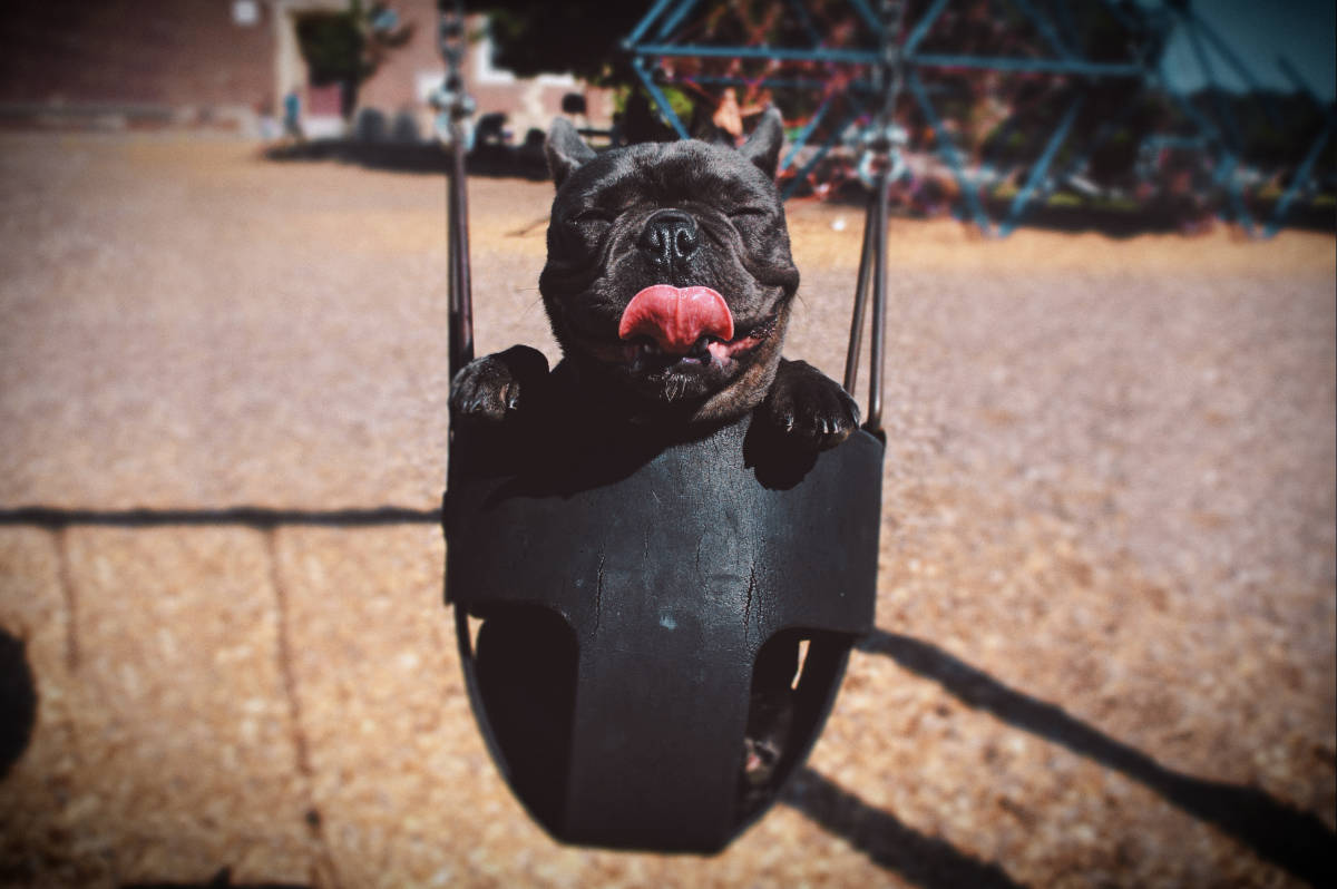 French Bulldog in a swing smiling