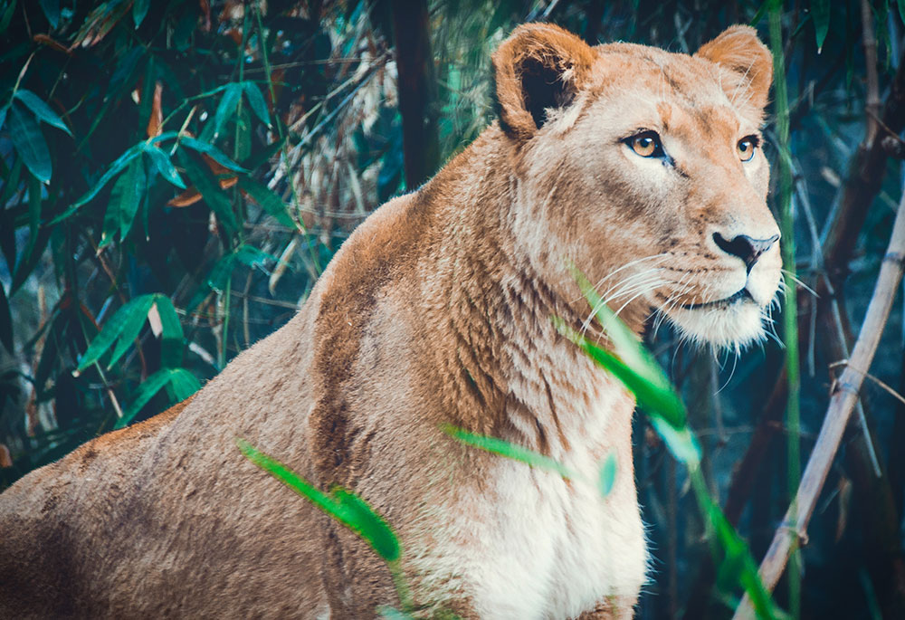 Female Lion looking out